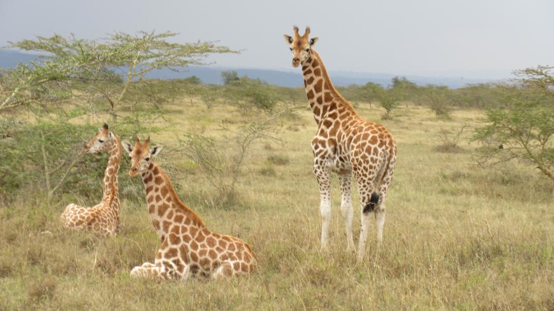 Rothschild giraffes spotted in the Soysambu Conservancy in Kenya Projects Abroad volunteers spot the Rothschild giraffe on their Conservation Project in Kenya
